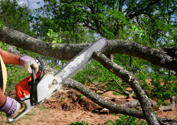 The Steps Involved in Our Tree Care Process in Mequon, WI